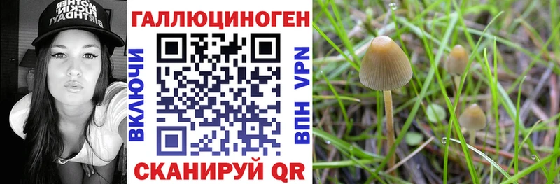 Псилоцибиновые грибы Cubensis  Михайлов 